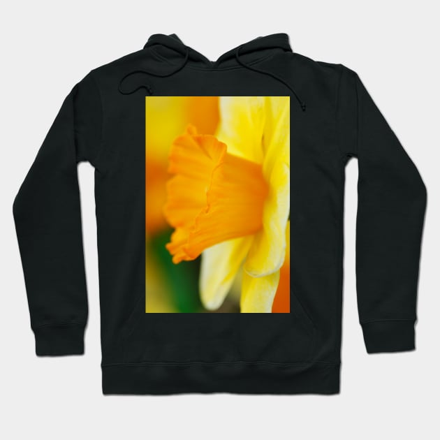 Narcissus  'Derringer'  Daffodil  Div. 7  Jonquilla Hoodie by chrisburrows